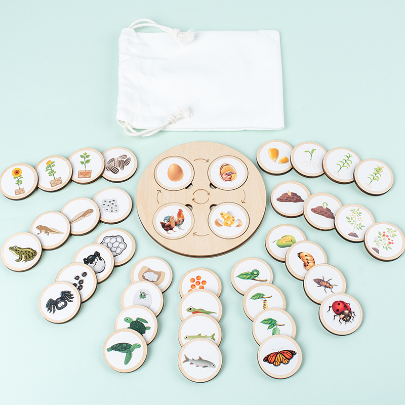 Tablica Cyklu Życia Zestaw Mon – Montessori Shelf Toy recenzja i cena